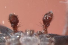 Pulchellodromus bistigma