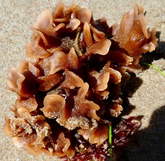 Pherusella brevituba
