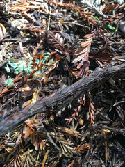 Paragymnopus sequoiae