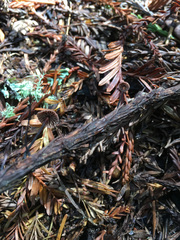 Paragymnopus sequoiae