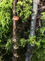 Paragymnopus sequoiae