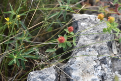 Euphorbia fragifera