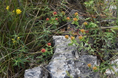 Euphorbia fragifera
