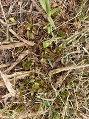 Ligusticum scothicum