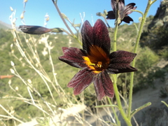 Salpiglossis sinuata