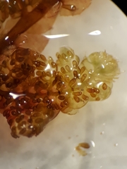 Lepidolaena reticulata