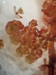 Lepidolaena reticulata