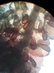 Lepidolaena reticulata