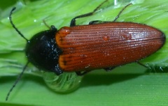 Ampedus pomorum