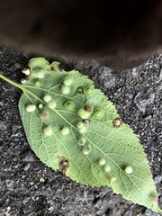 Pachypsylla celtidisumbilicus