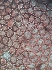 Lepidolaena reticulata