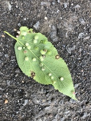 Pachypsylla celtidisumbilicus
