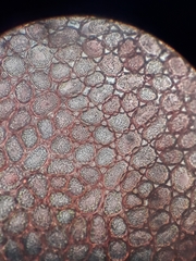 Lepidolaena reticulata