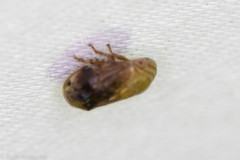 Clastoptera achatina