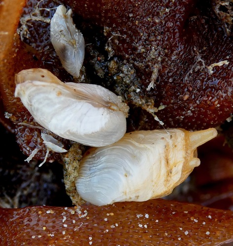 Representative image of Hiatella