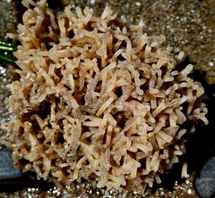 Thalamoporella