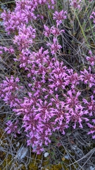 Thymus longiflorus