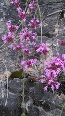 Thymus longiflorus