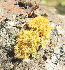 Teloschistes puber