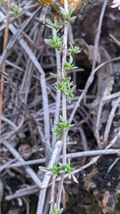 Thymus longiflorus