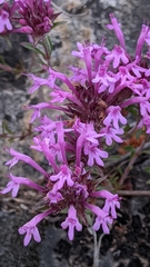 Thymus longiflorus