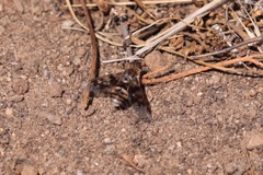 Thyridanthrax nugator