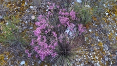Thymus longiflorus