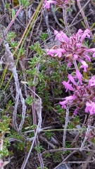 Thymus longiflorus