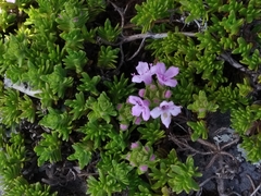 Thymus caespititius