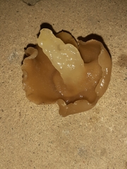 Peziza domiciliana
