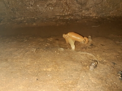 Peziza domiciliana