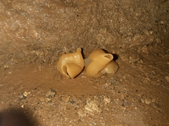 Peziza domiciliana