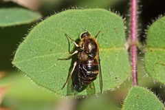 Eulonchus marginatus