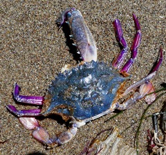 Achelous xantusii