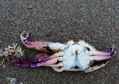 Achelous xantusii