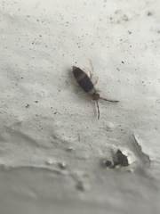 Entomobrya albocincta