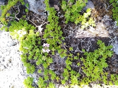 Thymus caespititius