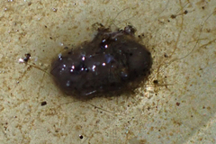 Pseudacris sierra