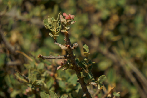Quercus striatula (Quercus striatula)