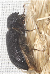 Bostrychopsis jesuita