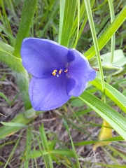 Tradescantia tharpii