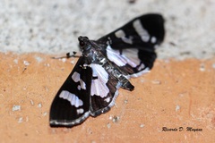 Desmia bajulalis
