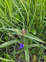 Tradescantia tharpii