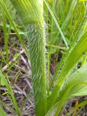 Tradescantia tharpii