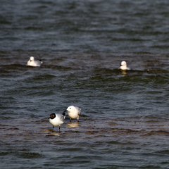 Chroicocephalus genei
