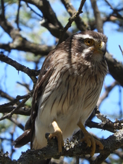 Spiziapteryx circumcincta