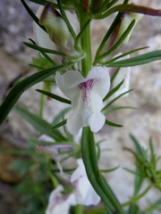 Misopates calycinum