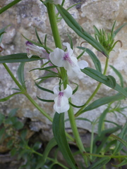 Misopates calycinum