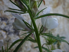 Misopates calycinum