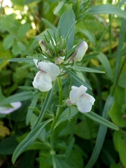 Misopates calycinum